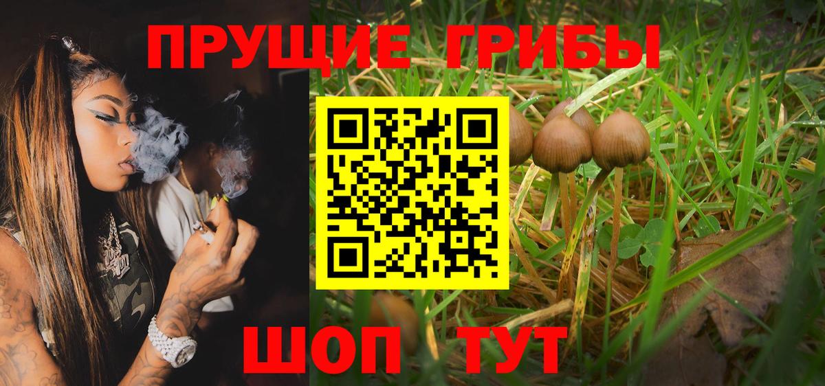 Псилоцибиновые грибы MAGIC MUSHROOMS  купить  сайты  Тамбов  Вход с VPN  Галлюциногенные грибы Cubensis 